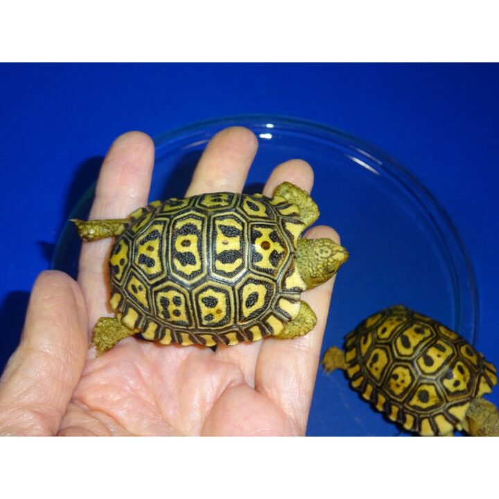 Giant Leopard Tortoise babies