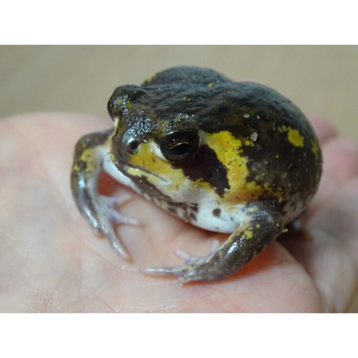 Mossambic Rain Frog