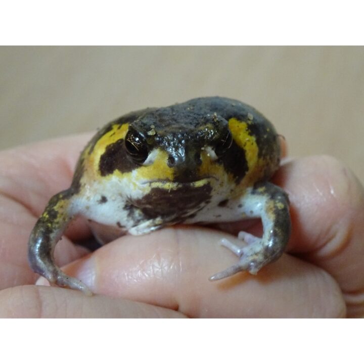 Mossambic Rain Frog in hand