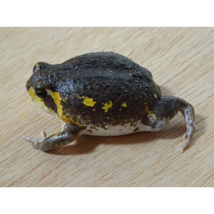 Mossambic Rain Frog on the move