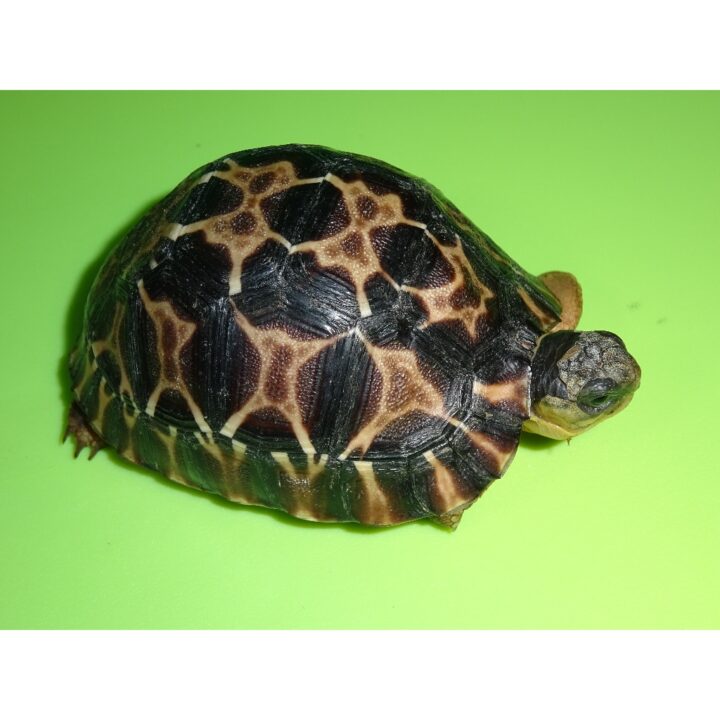Radiated Tortoise baby