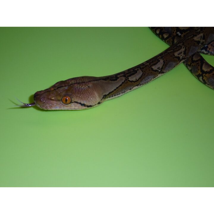 Reticulated Python baby