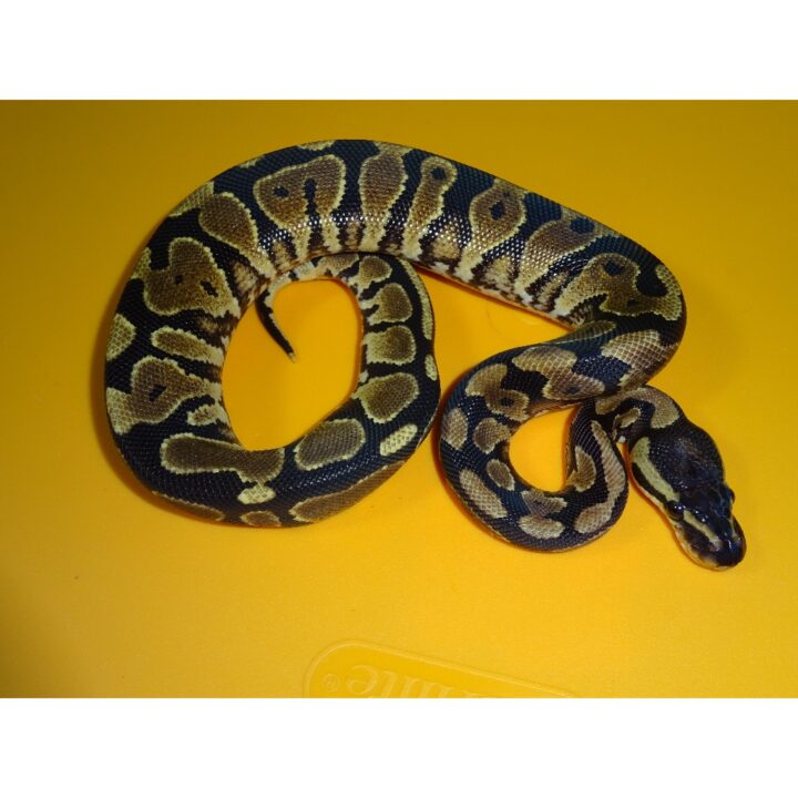 Yellow Bellied female 100g