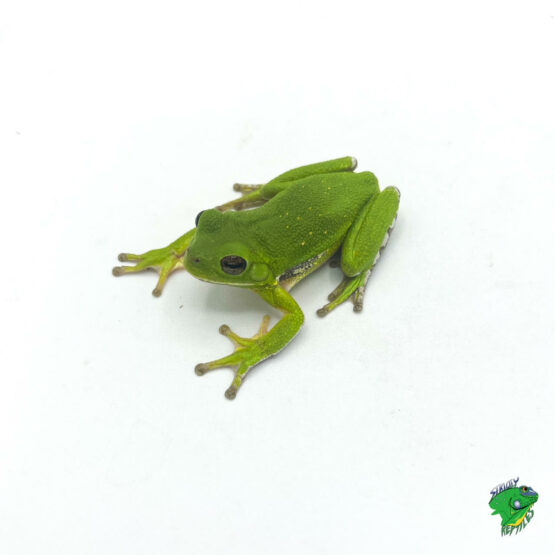 Australian Blue White's Tree Frog - 1 to 1.5 inch cb baby - Strictly  Reptiles