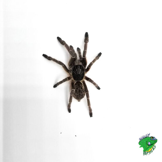 洋楽 Tarantula Emerald Skeleton Tarantula - juvenile to adult - Strictly Reptiles