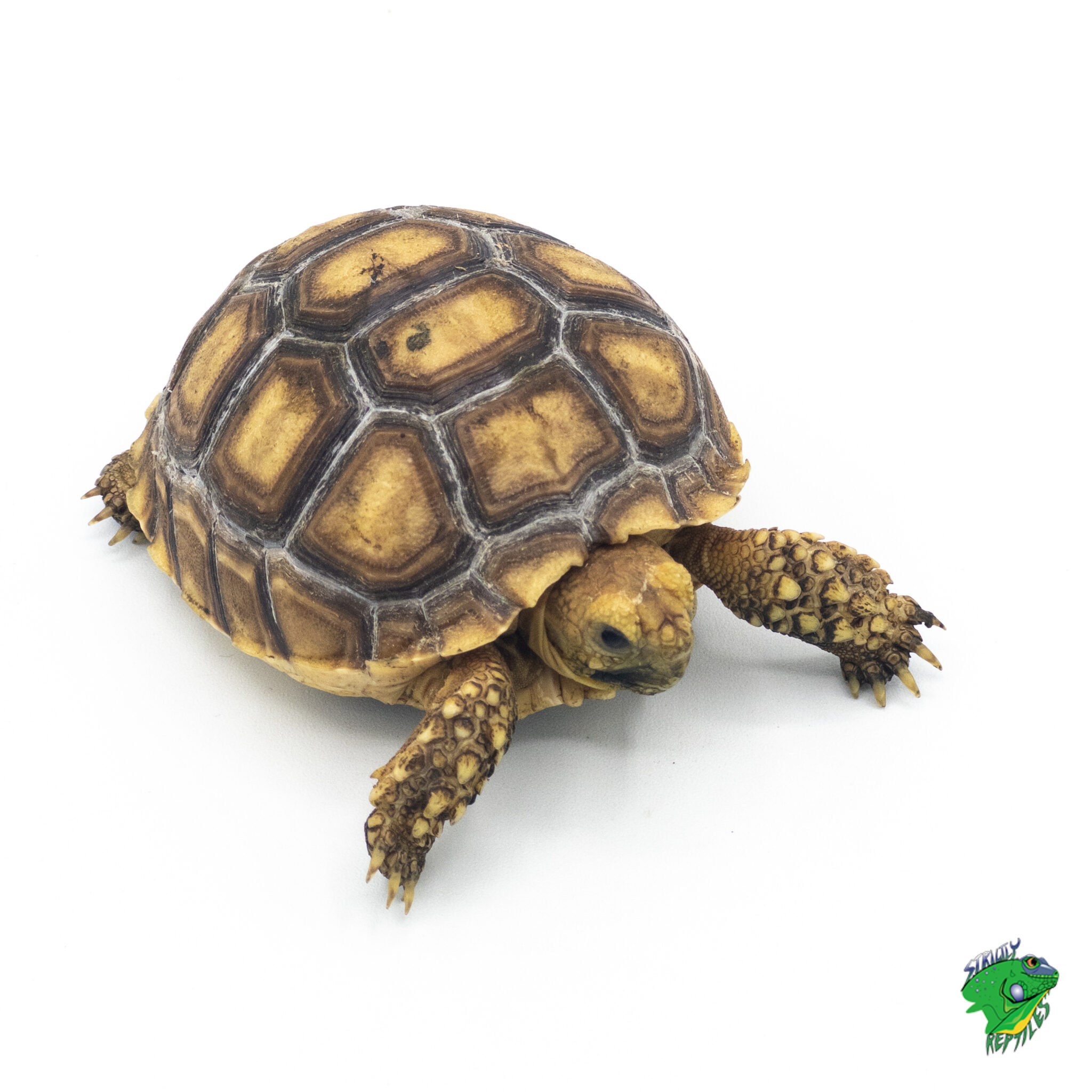 Sulcata Tortoise - cb baby - Strictly Reptiles Inc.