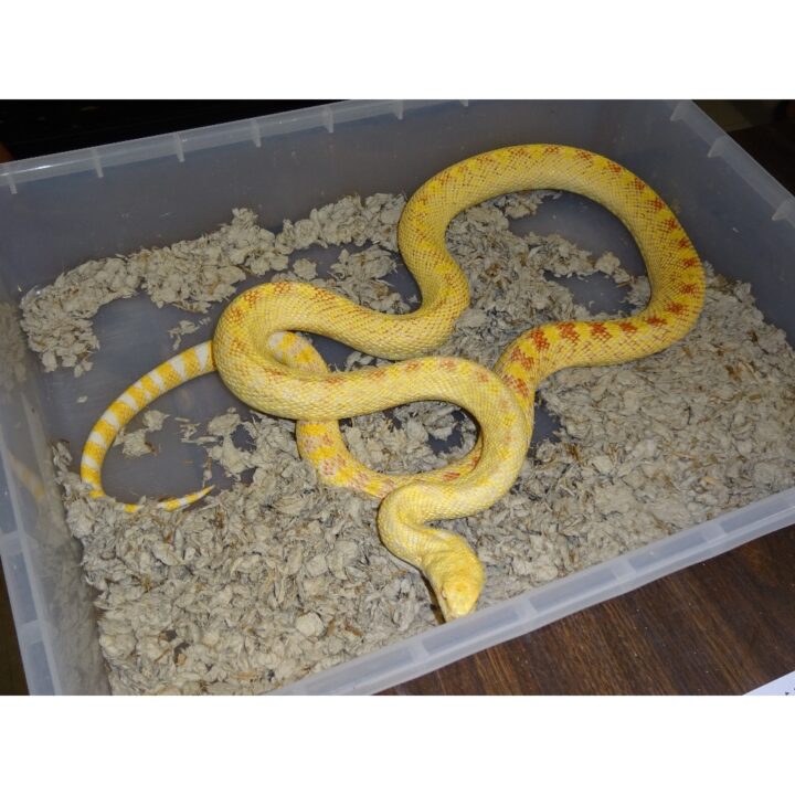 Albino Bull Snake adult