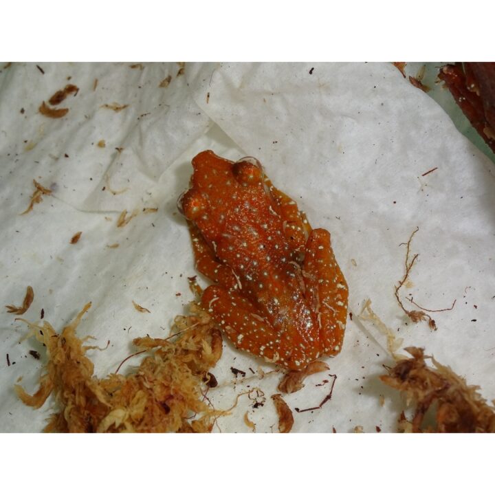 Cinnamon Frog