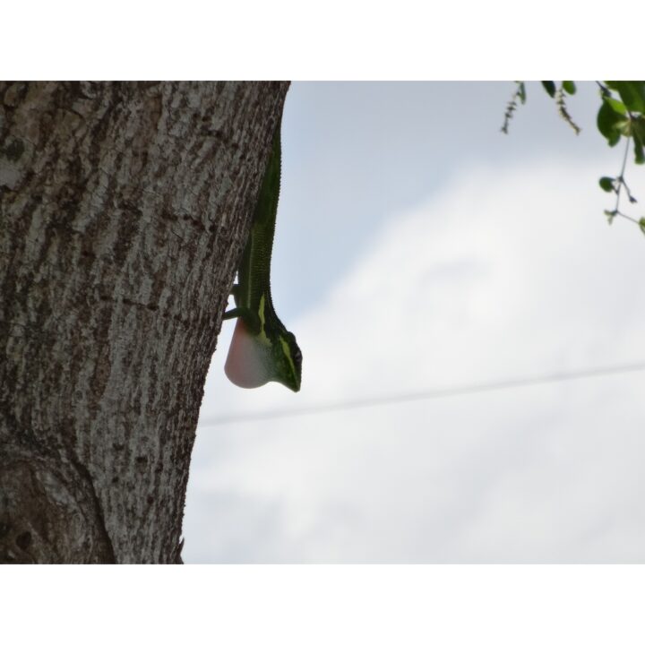 Cuban Anole in the wild