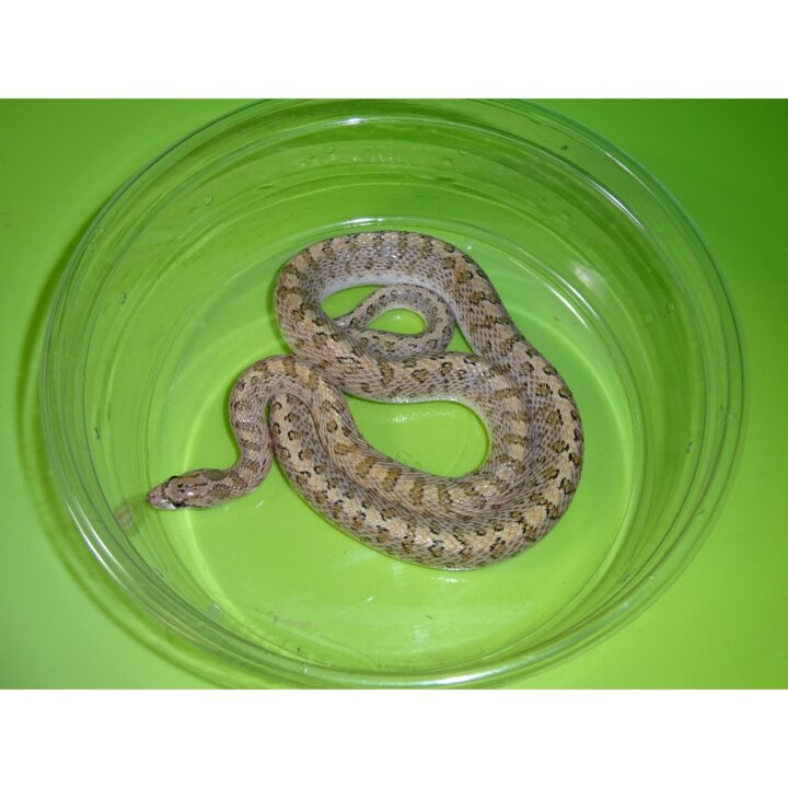 Glossy Snake
