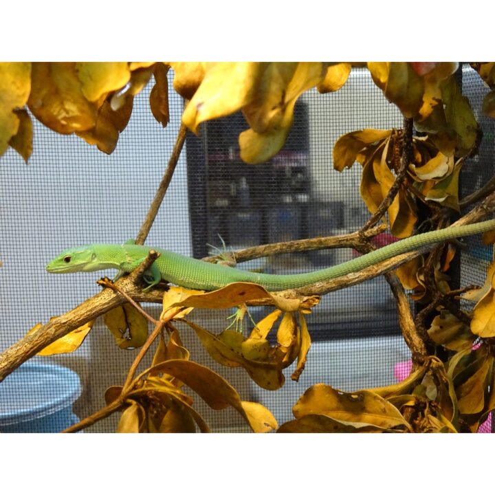 Green Keel Bellied Lizard