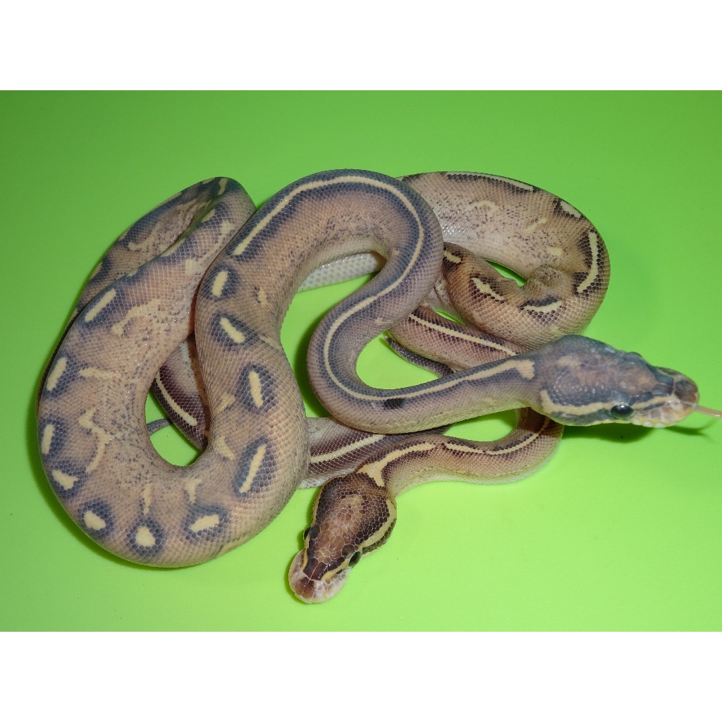 fire ball pythons for sale