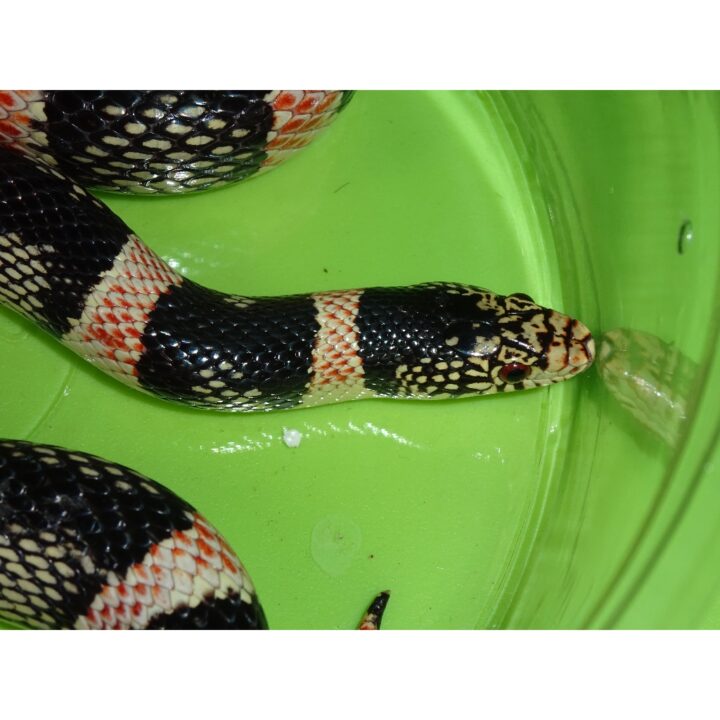 Longnose snake face