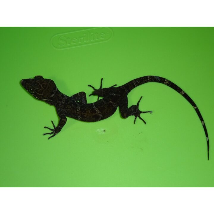 Malayan Banded Gecko