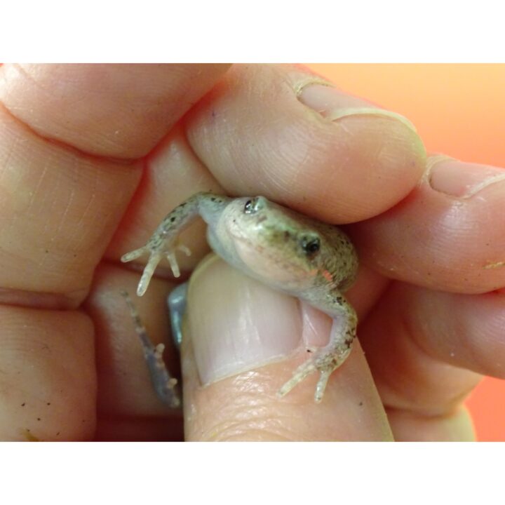 Narrow Mouth Toad