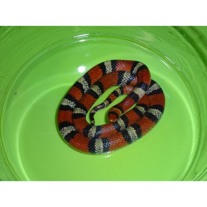 Scarlet Snake adult