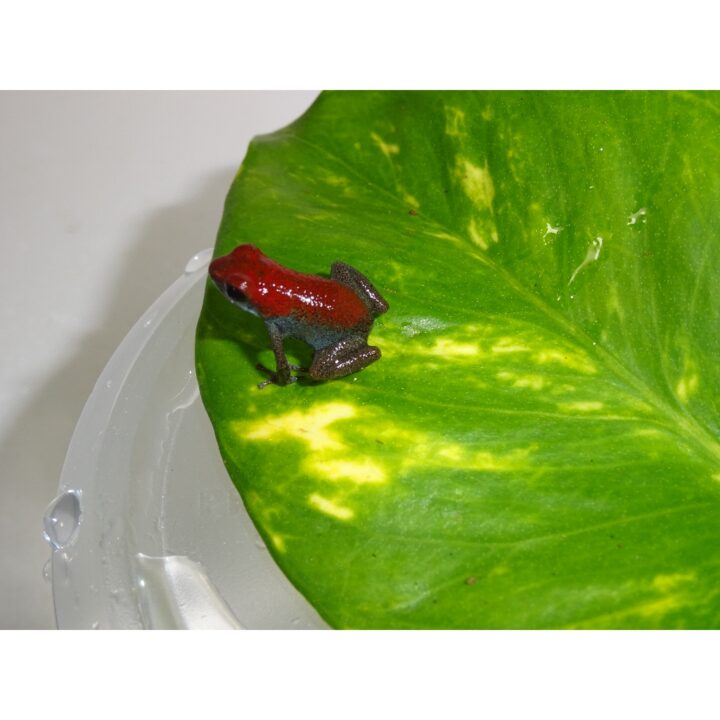 Strawberry PA Frog Kusapin