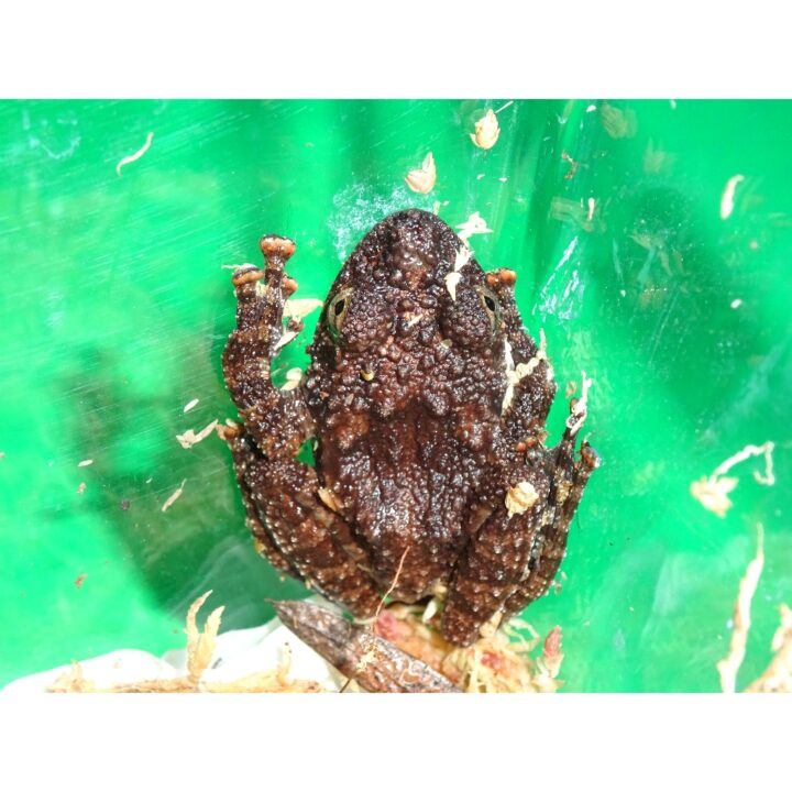Thorny Wart Frog