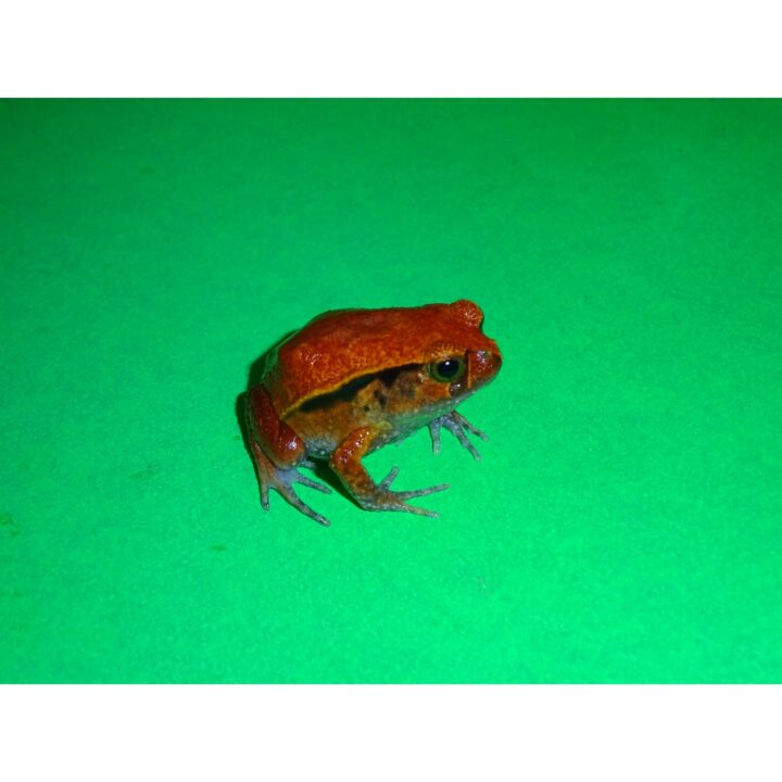 Tomato Frog small right side