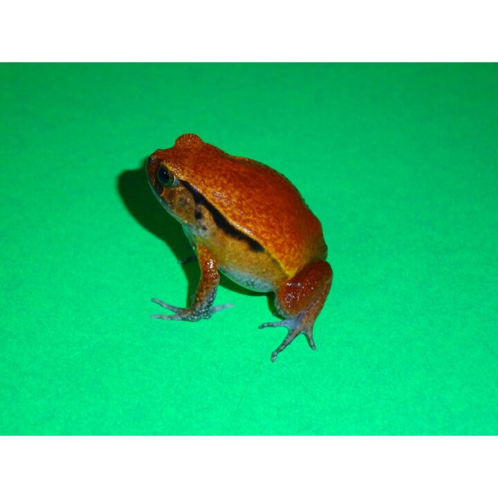 Tomato Frog small