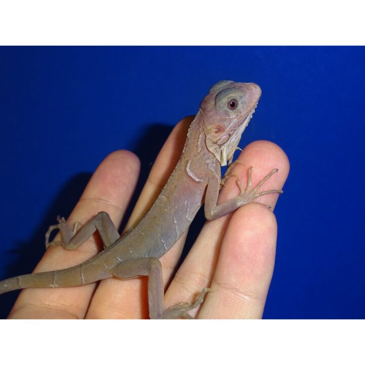 Translucent Iguana baby