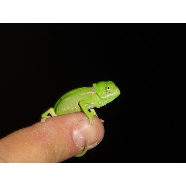 Veiled Chameleon - babies (not sexing) - Strictly Reptiles