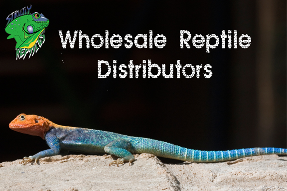 Wholesale Reptile Distributors
