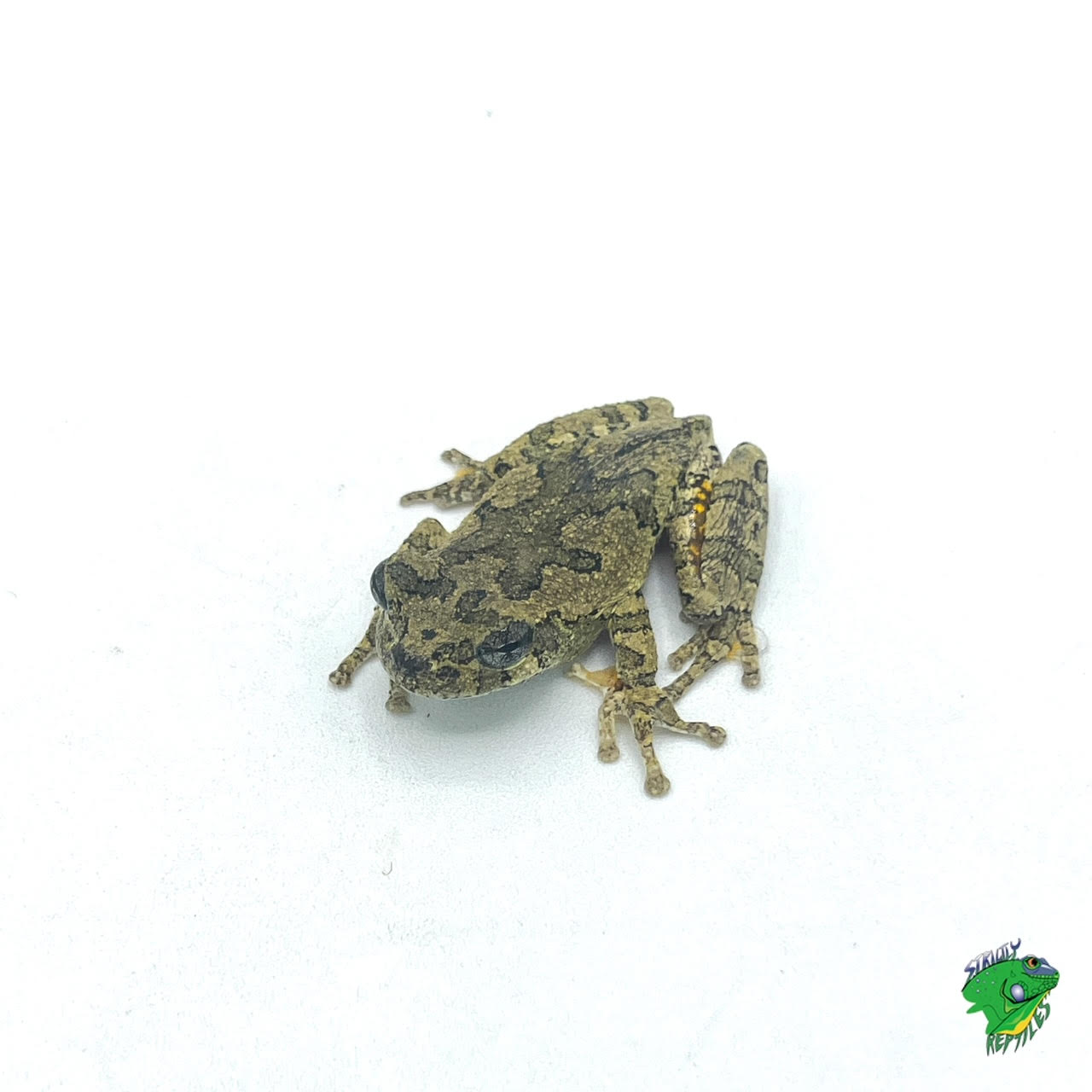 Gray Tree Frog - Juvenile To Adult - Strictly Reptiles Inc.