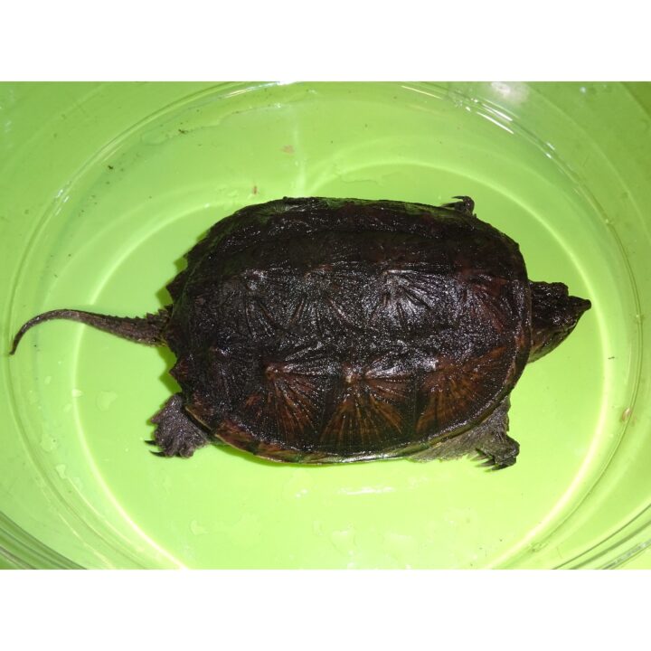 Florida Snapping Turtle 4 inch
