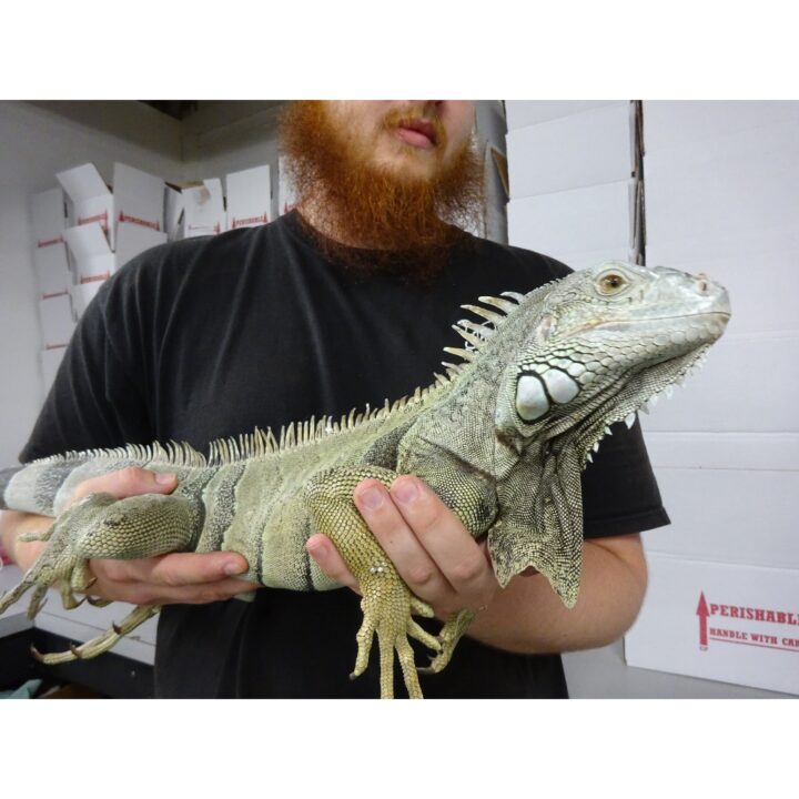 Iguana 4 foot tame