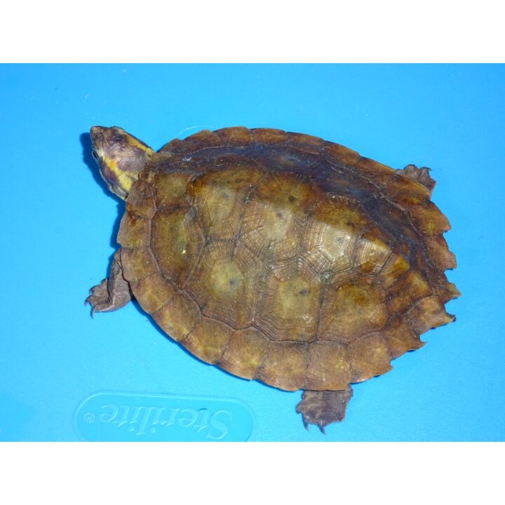Malayan Flat Shell Turtle other side