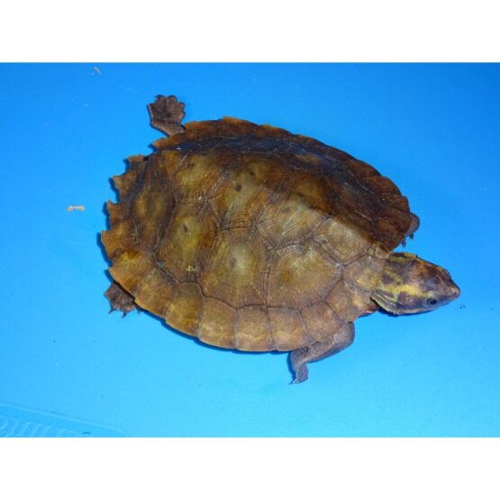 Malayan Flat Shell Turtle