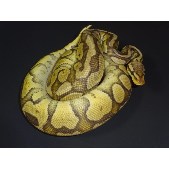 Pastel Ghost male 780g