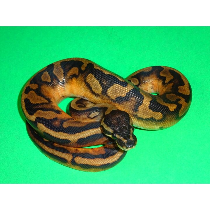Piebald 0% white Anaconda female 350 100g