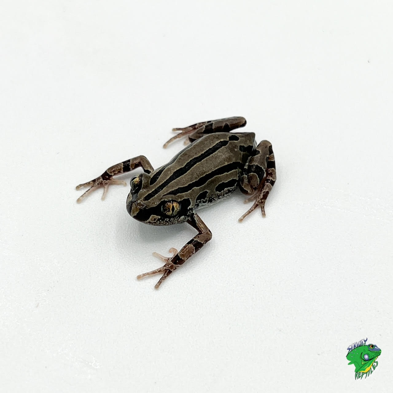 Green & Black Walking Frog - adult - Strictly Reptiles Inc.
