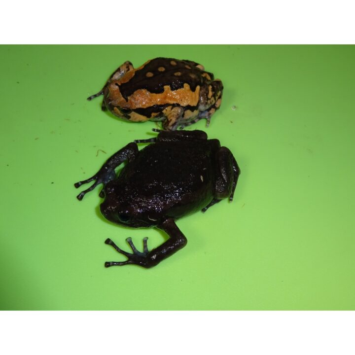 Black Chubby Frog with normal