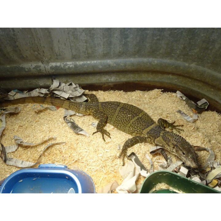 Brown Roughneck Monitor large