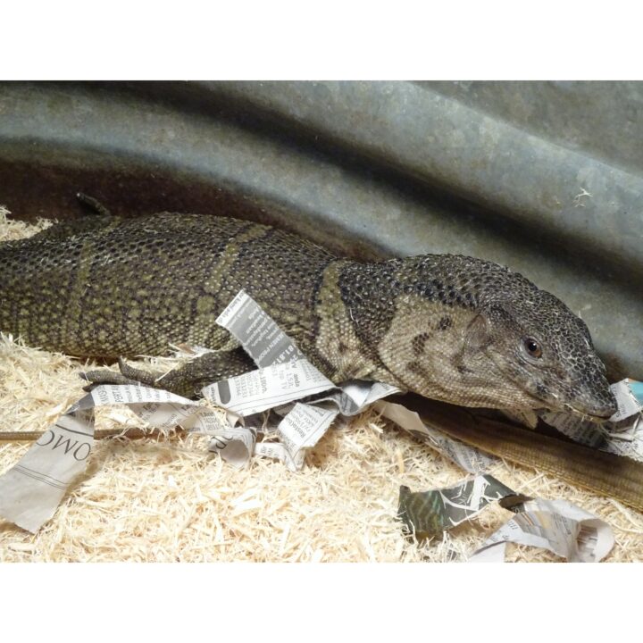 Brown Roughneck Monitor large face
