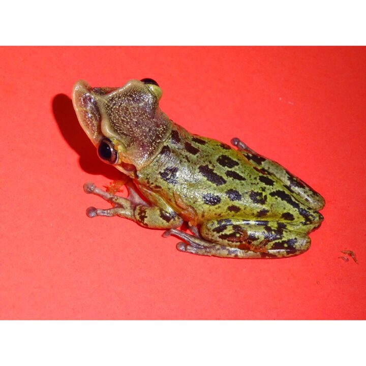 Casque Head Frog
