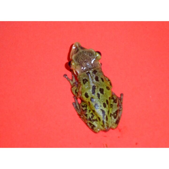 Casque Head Frog