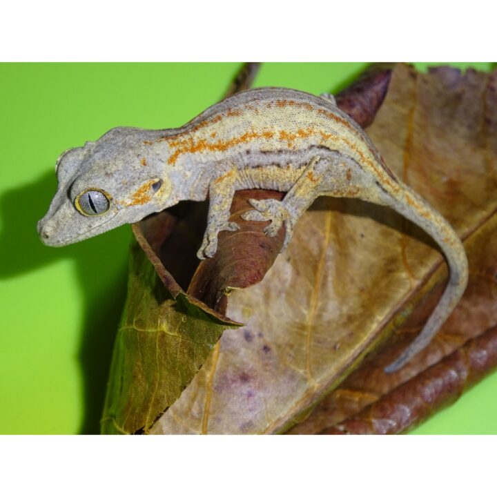 Gargoyle Gecko juvenile