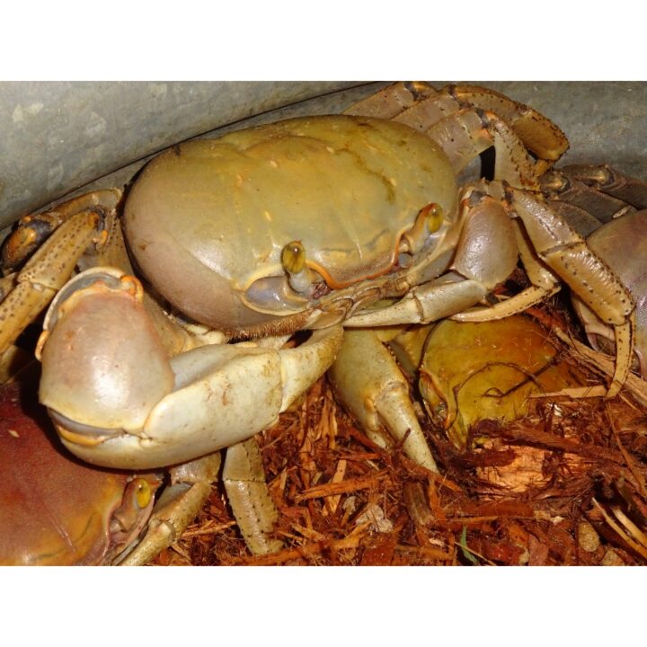 Giant Mangrove Land Crab