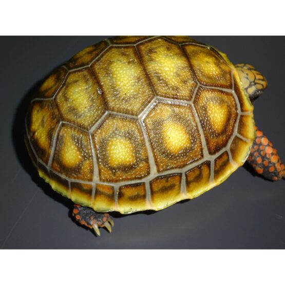 Cherry Head Red Foot Tortoise 5 To 8 Inch Males Strictly Reptiles