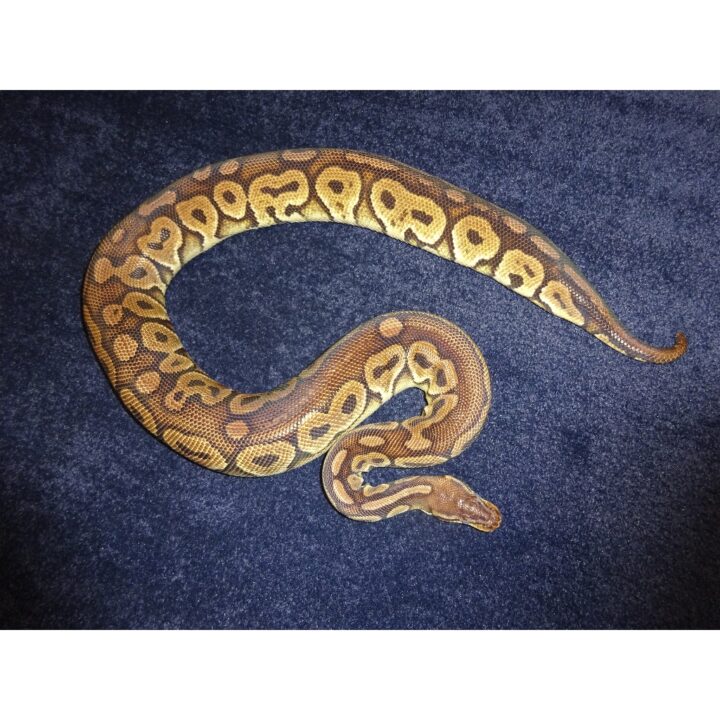Pewter in shed 2300g female