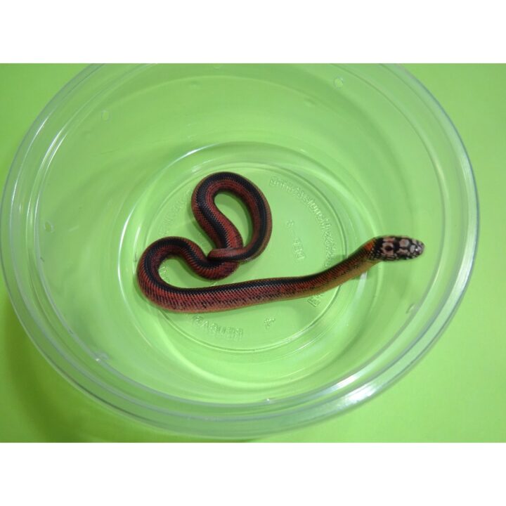 Striped Blotched King snake baby