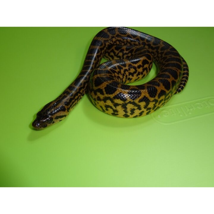 Yellow Anaconda baby