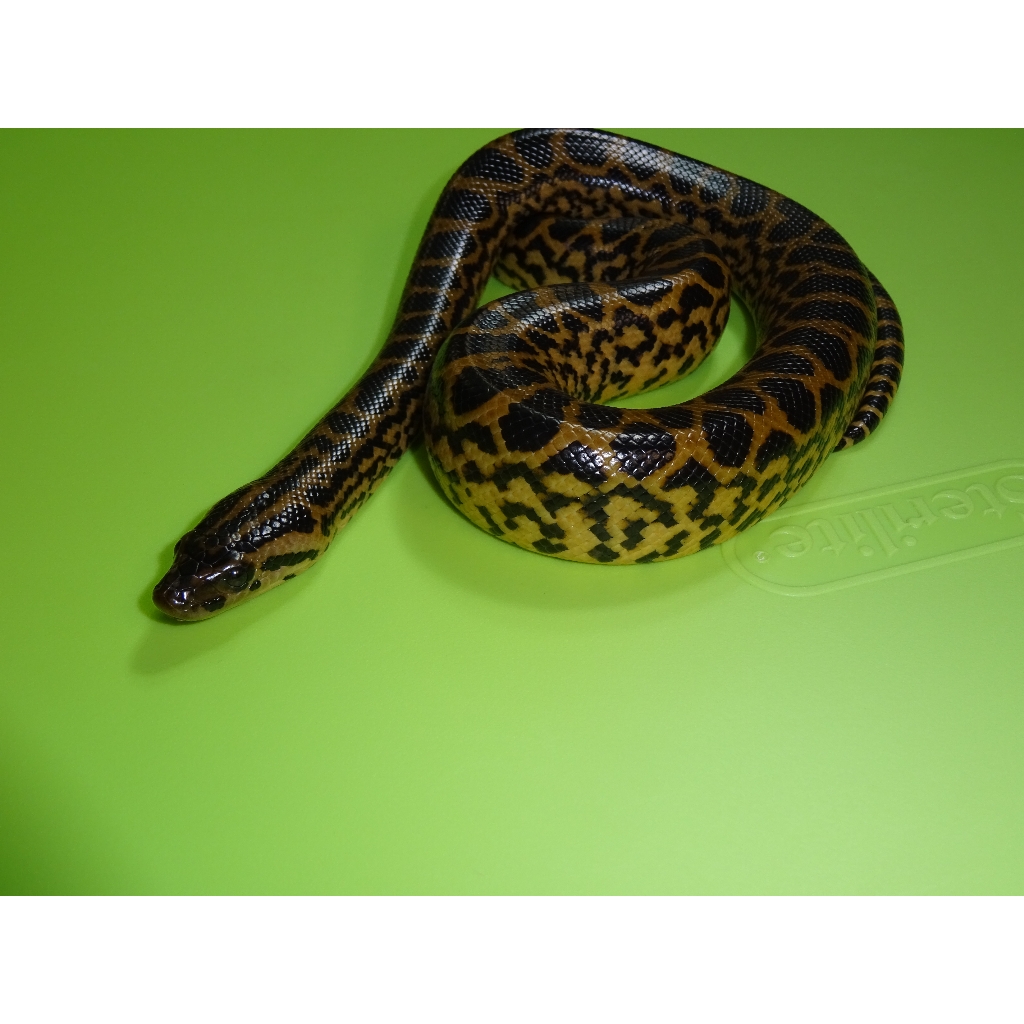 Yellow Anaconda - baby - Strictly Reptiles