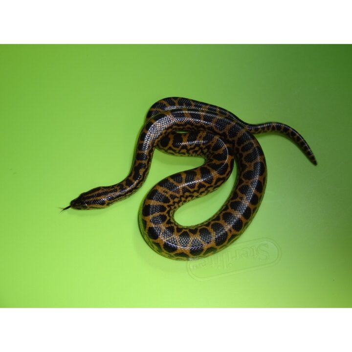 Yellow Anaconda baby