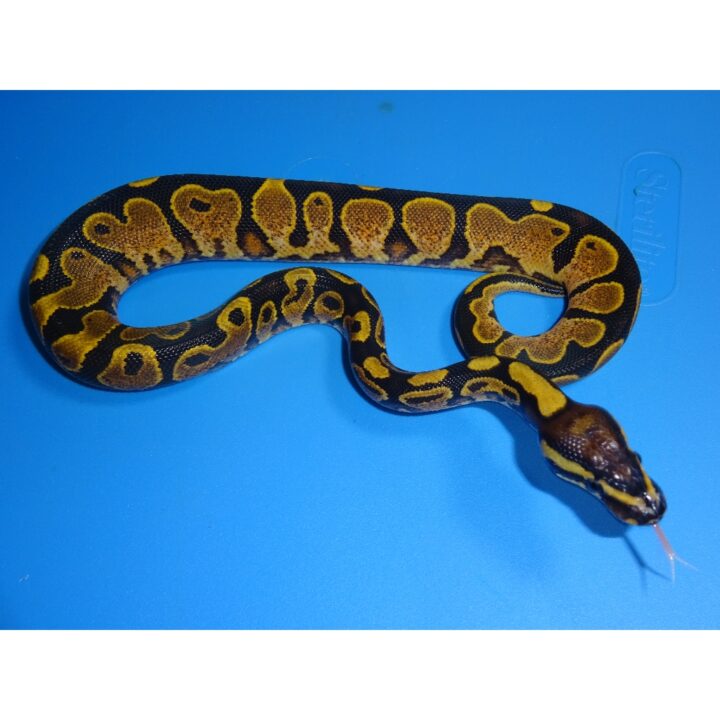 Calico Yellow Belly male 90g