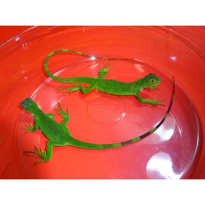 Green Iguana babies